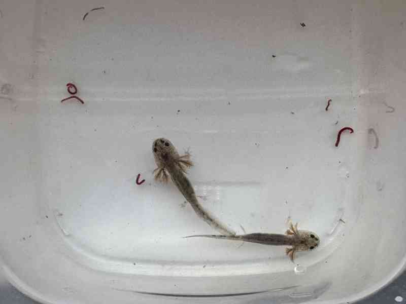 Axolotl mexický - vodní dráček - foto 2