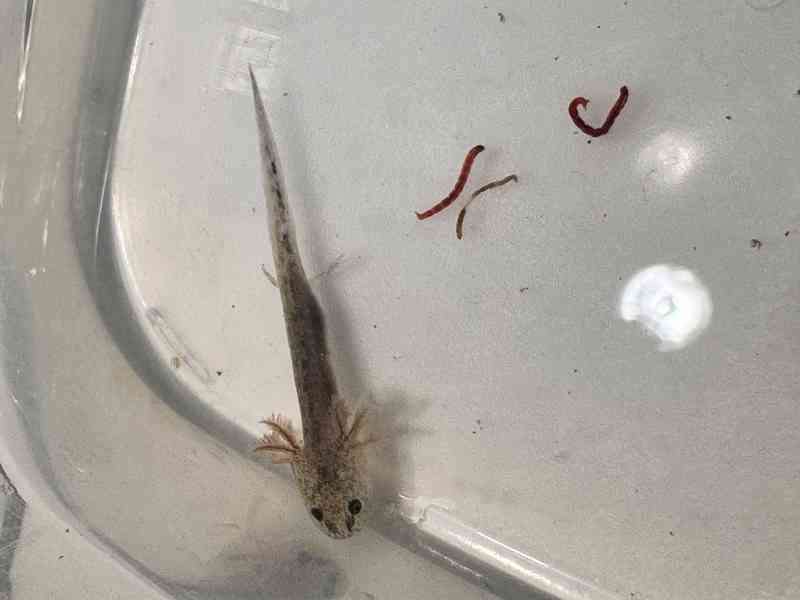 Axolotl mexický - vodní dráček - foto 3