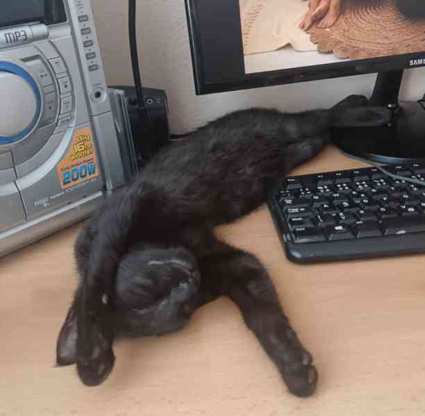 Fiškus je lepší než TV - foto 2