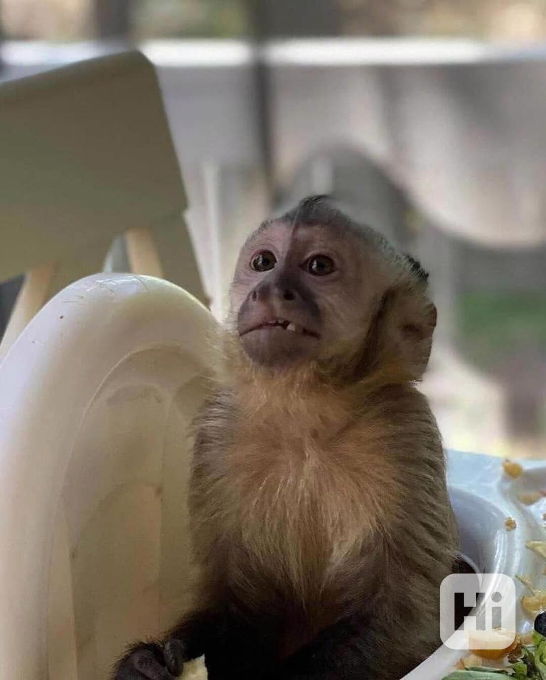 🐒 Krásné kapucínské opice na prodej - foto 1