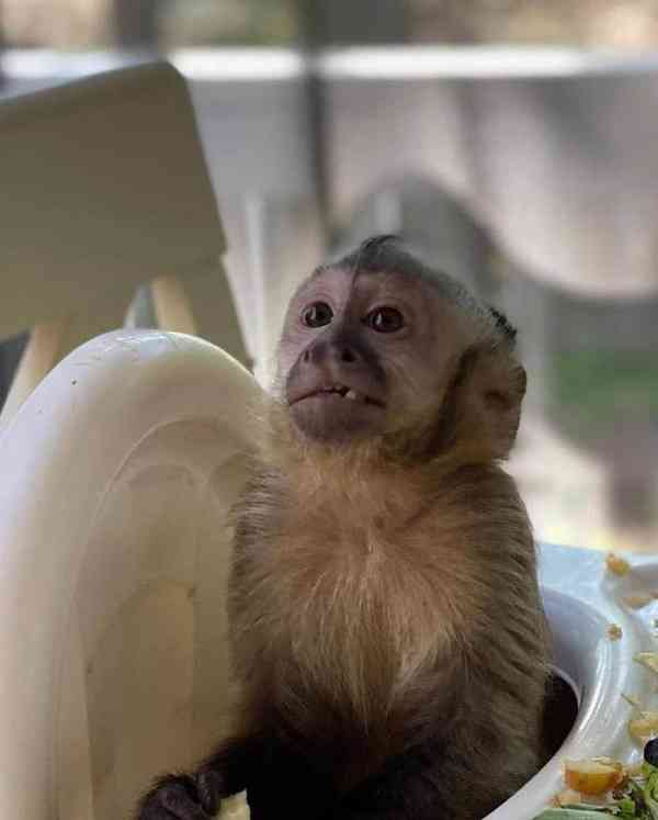 🐒 Krásné kapucínské opice na prodej