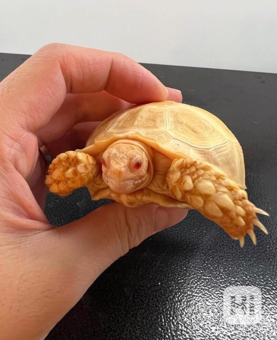 Albino sulcata tortoises for sale - foto 1