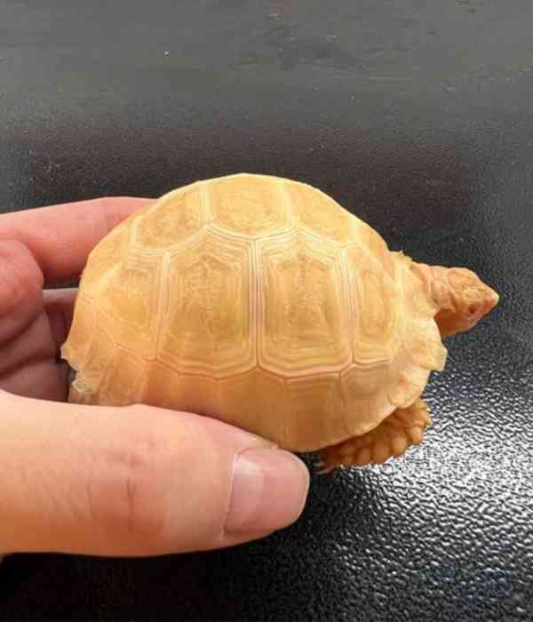 Albino sulcata tortoises for sale - foto 2