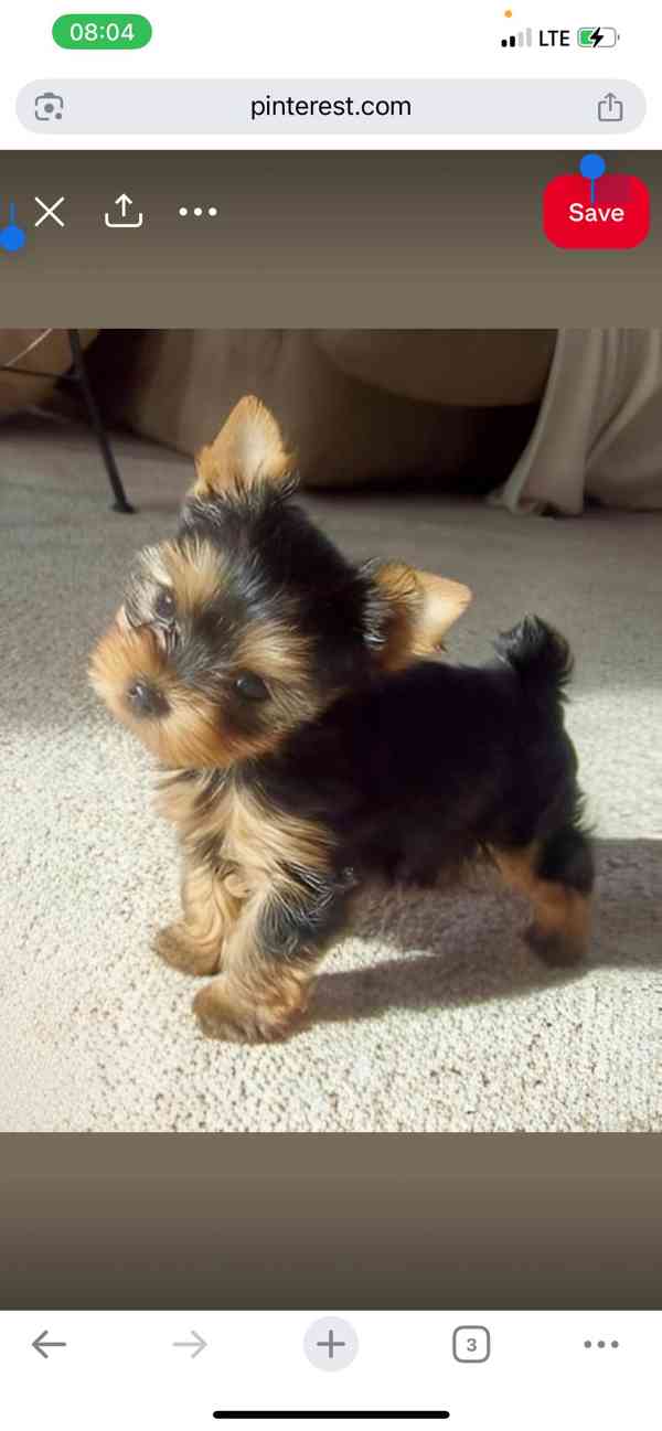 Štěňata Yorkshire teriéra