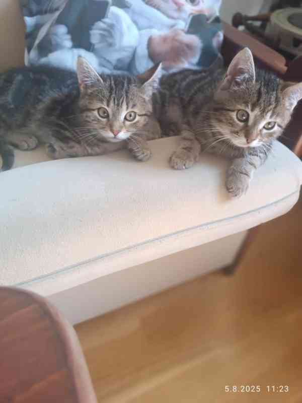 Mourečkové 2,5měsíční, Timi a Theo hledají společný domov. - foto 3
