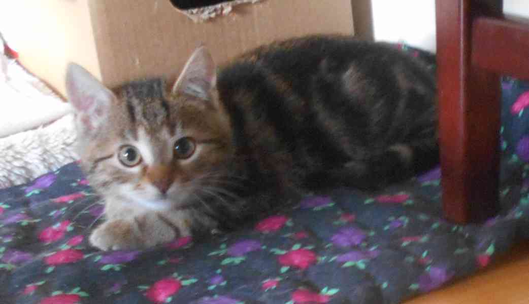 Mourečkové 2,5měsíční, Timi a Theo hledají společný domov. - foto 7