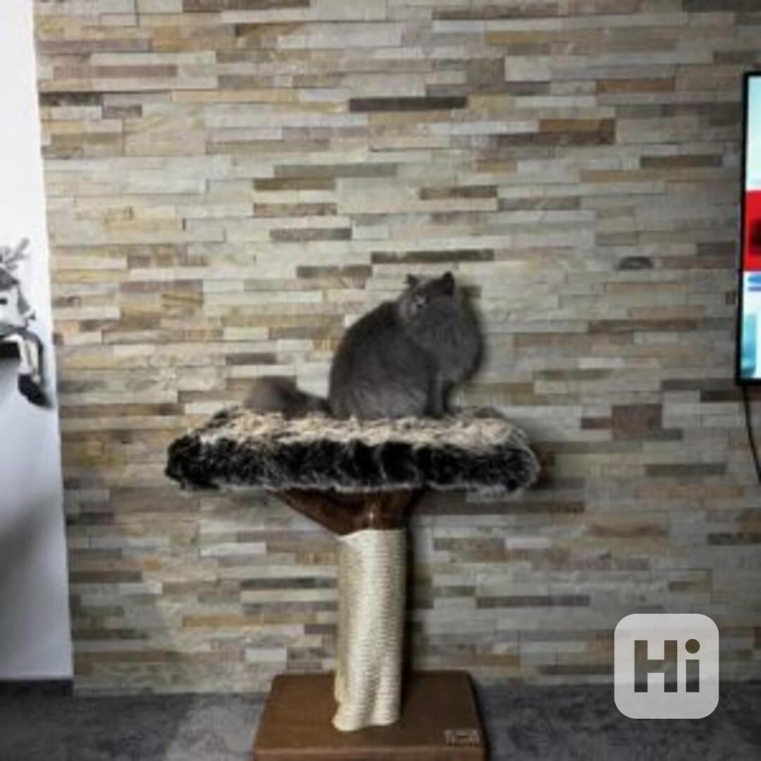 Kočičí stromy  - foto 1