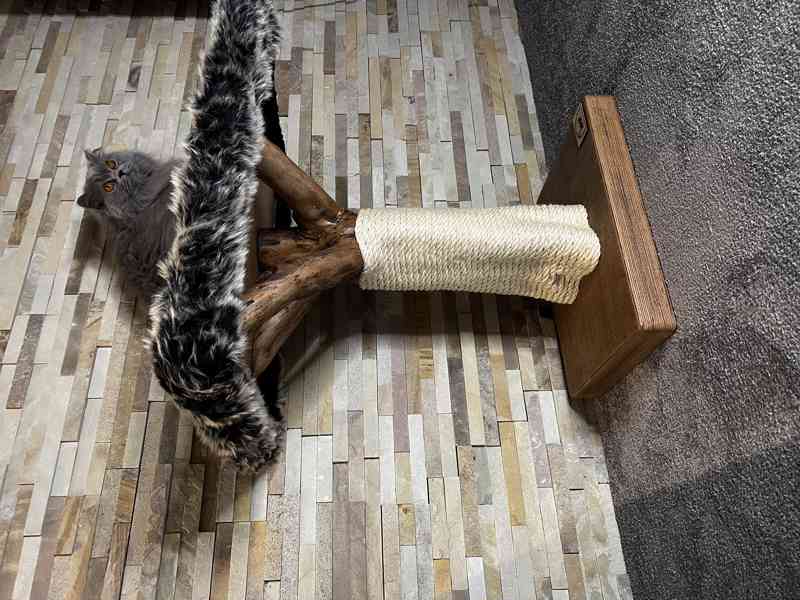 Kočičí stromy  - foto 3