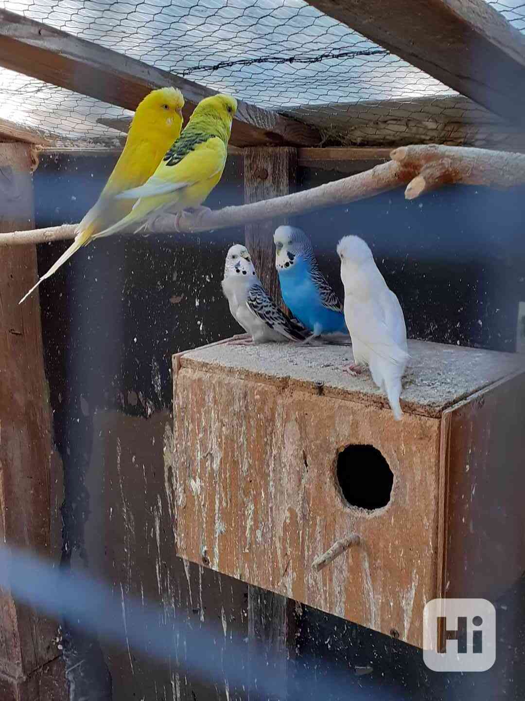 Andulky a zebřičky  - foto 1