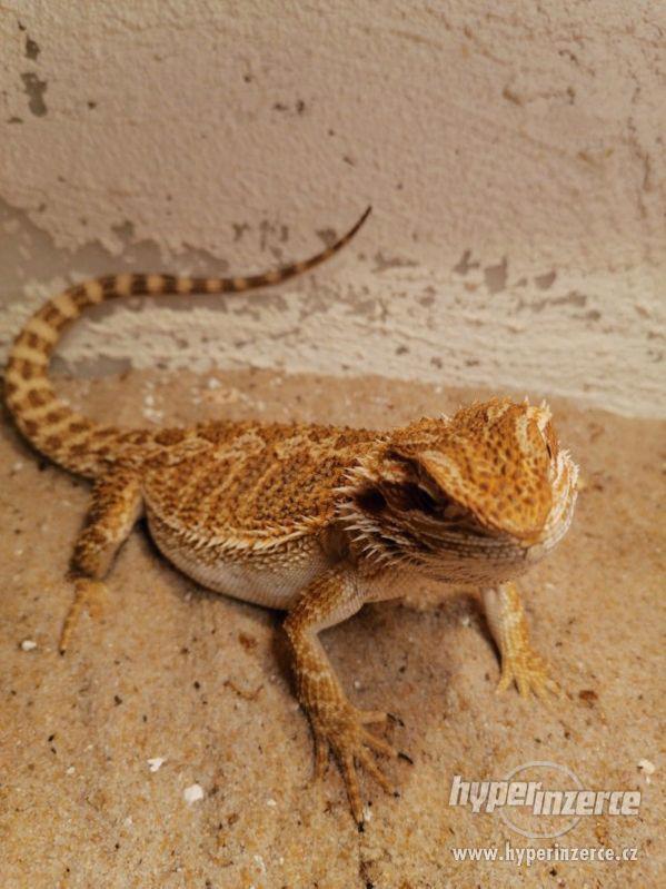 Agama vousata - foto 1