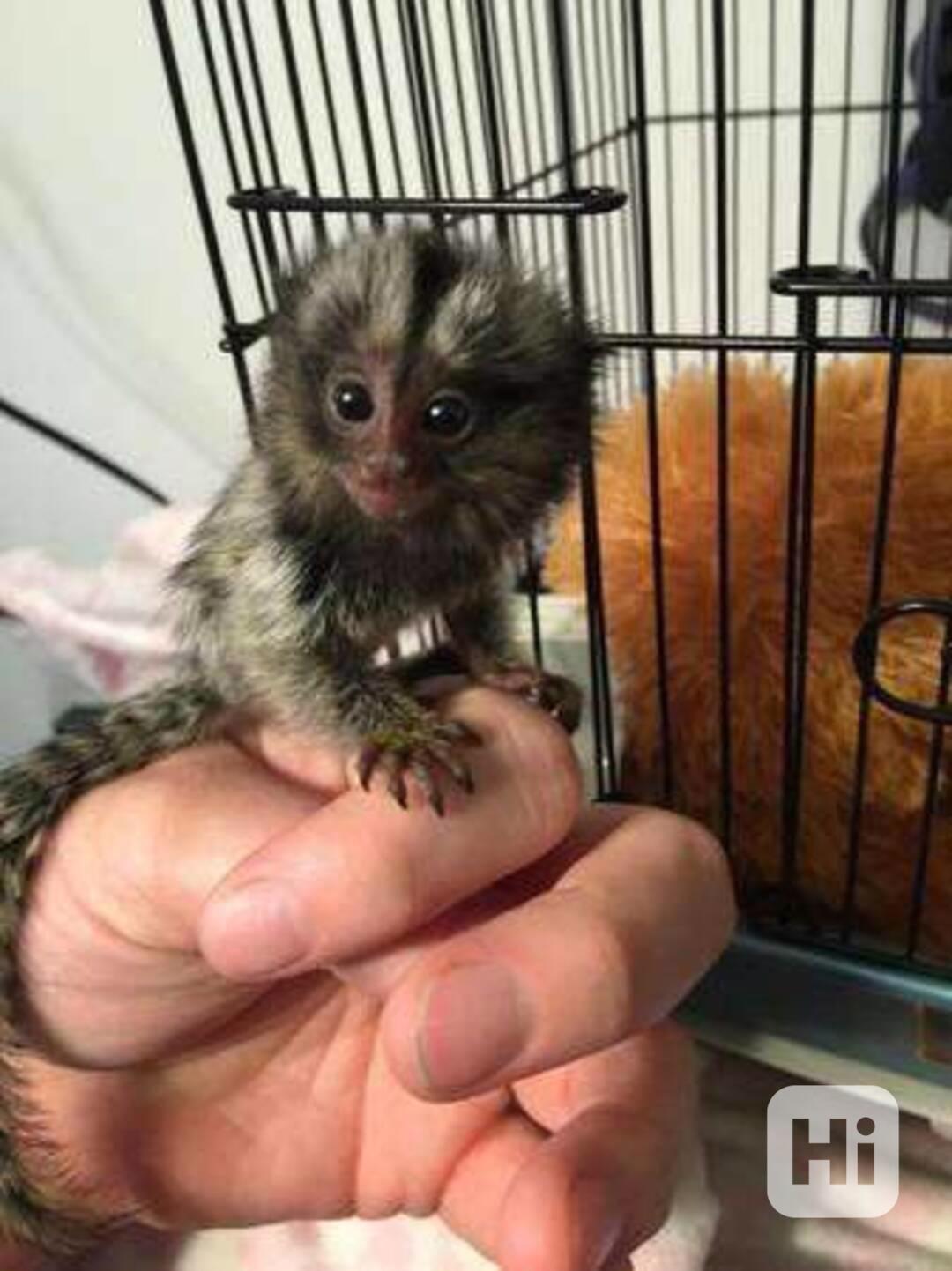 Zdravé  Opice na prstech kosmanů k bezplatné adopci   - foto 1