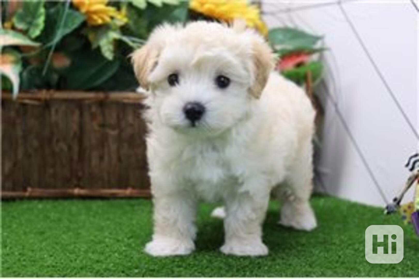 Štěňata Maltipoo připravena do nového domova Štěňata Maltipo - foto 1