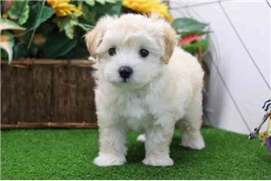 Štěňata Maltipoo připravena do nového domova Štěňata Maltipo - foto 1