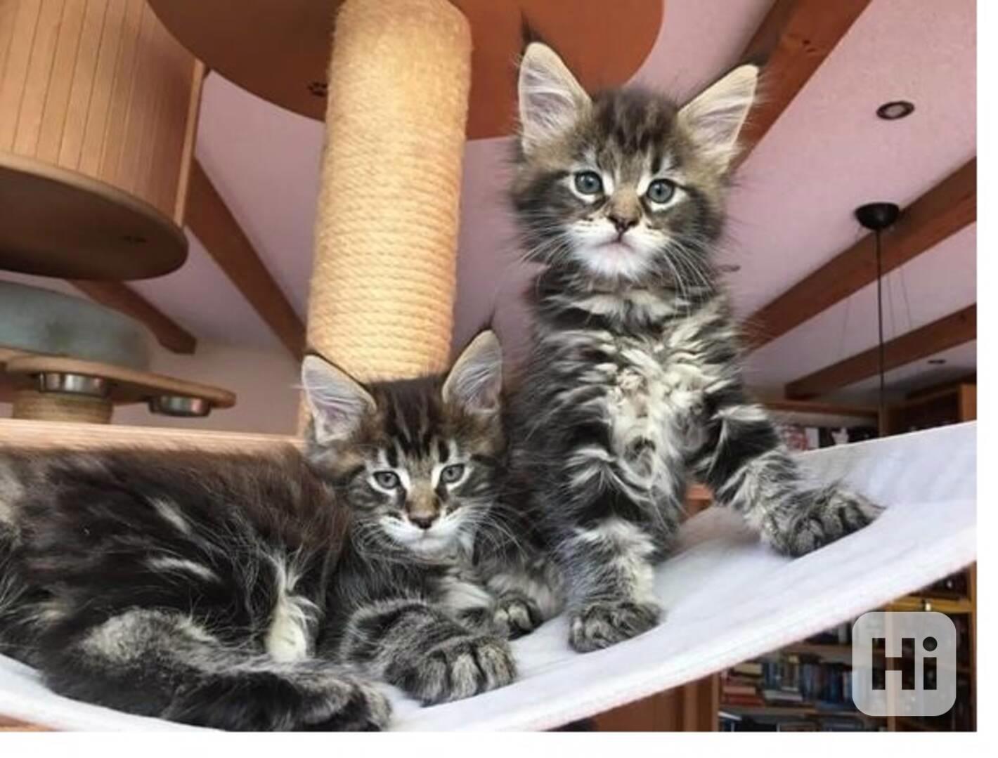 Přátelská koťátka Mainské mývalí kočky  - foto 1