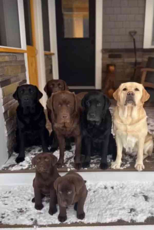 Žlutá štenátka labradorského retrivra s PP - foto 2