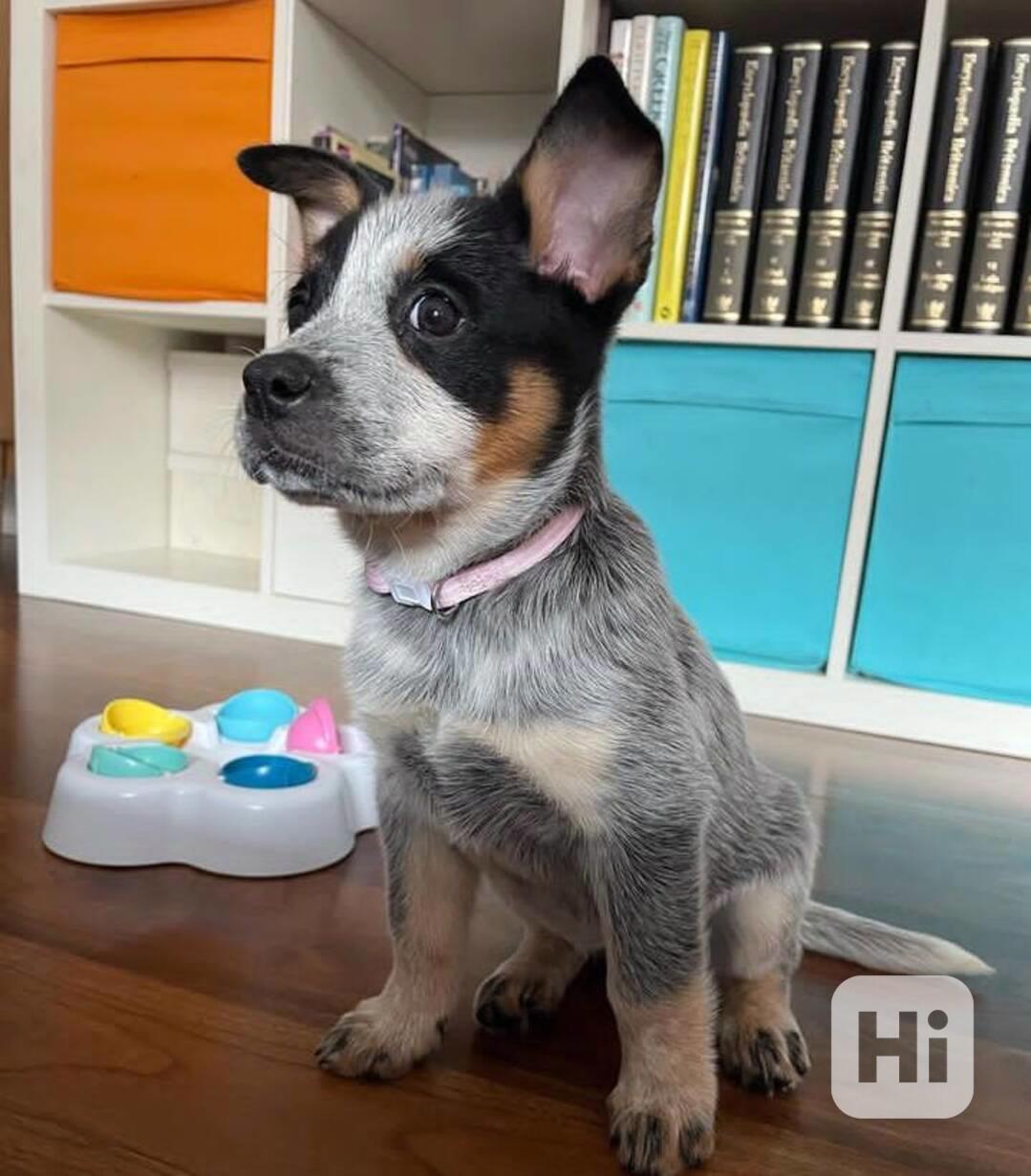 blue heeler - foto 1