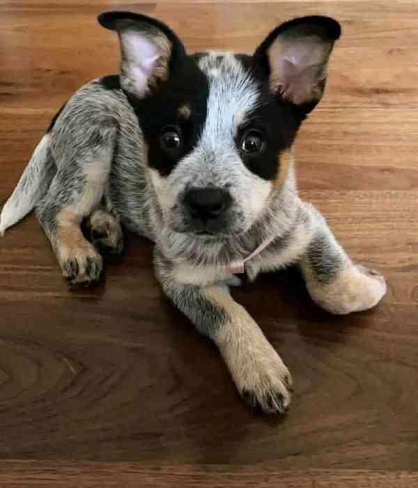 blue heeler - foto 2