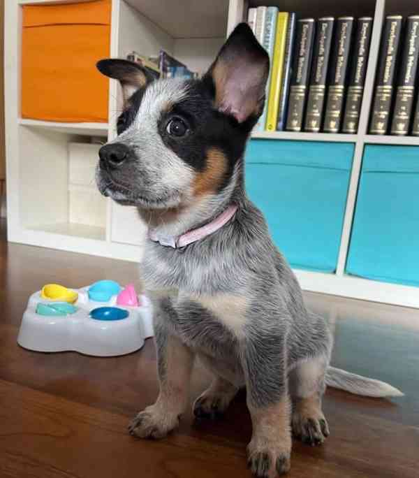 blue heeler - foto 1