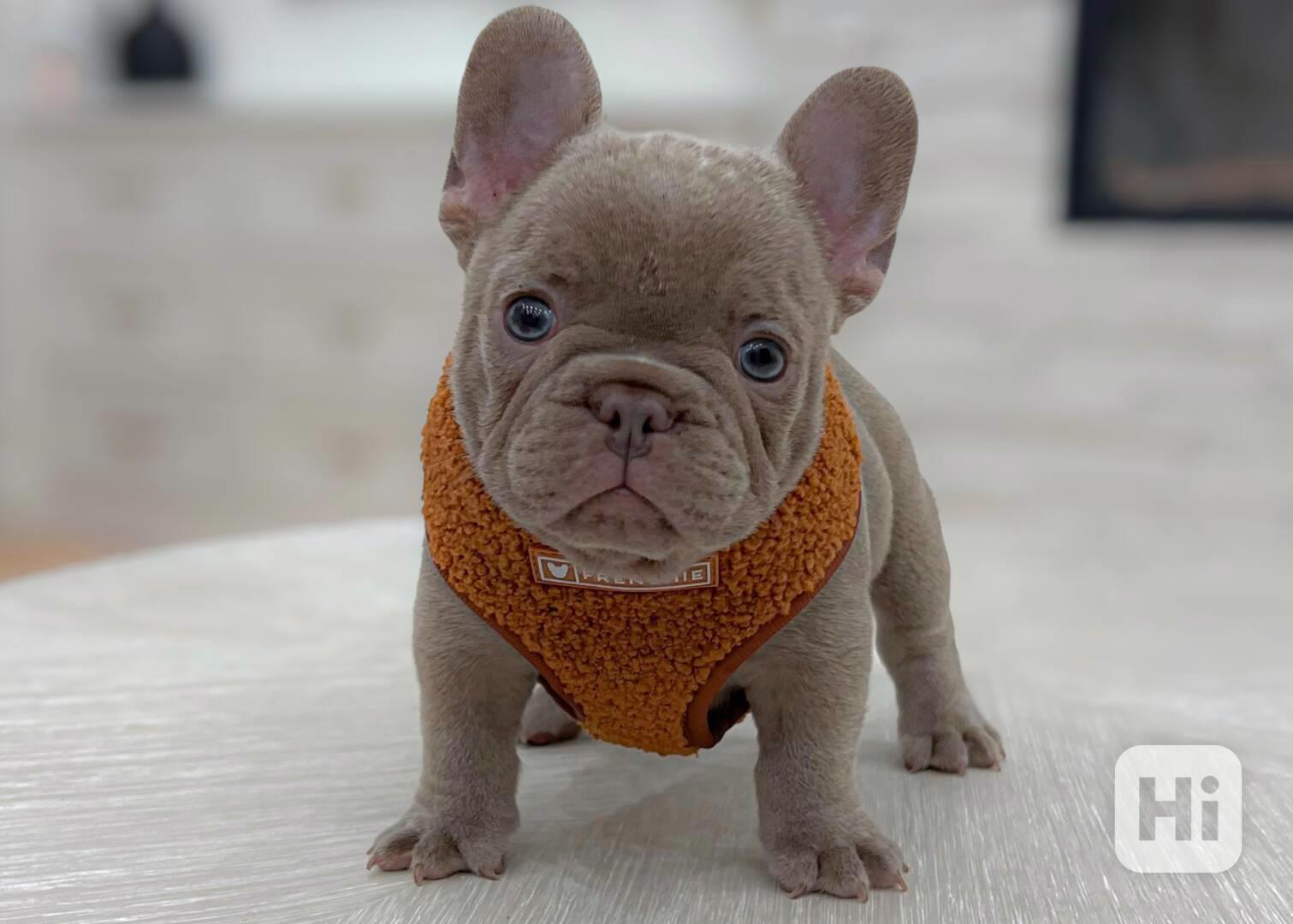 Štěňata francouzského buldoka : ‪+34691110490‬ - foto 1