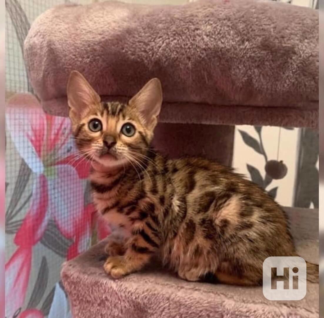 Tato roztomilá bengálská koťátka – kluci i holčičky  - foto 1