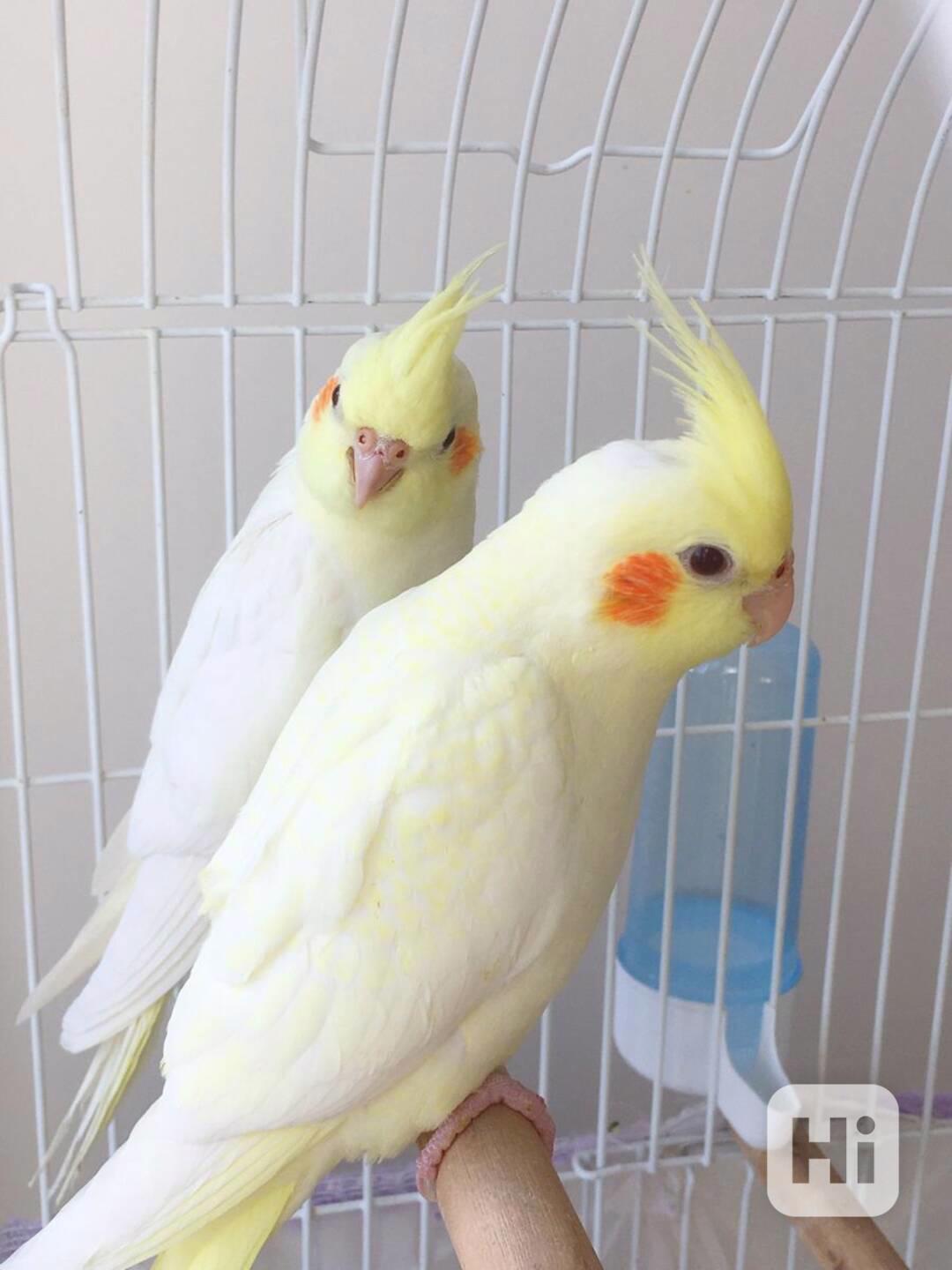 Překrásní papoušci korely ihned k adopci zdarma.   - foto 1