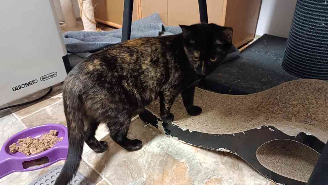 Milá, hravá Elvíra je asi 7měsíční želvovinová kočičí slečna - foto 2