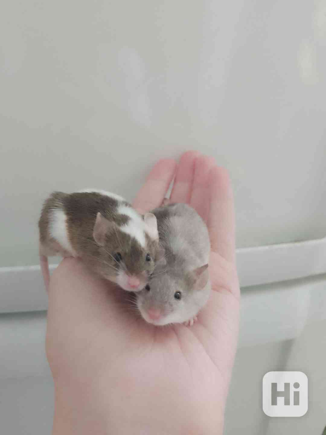 Myši laboratorní barevné - foto 1