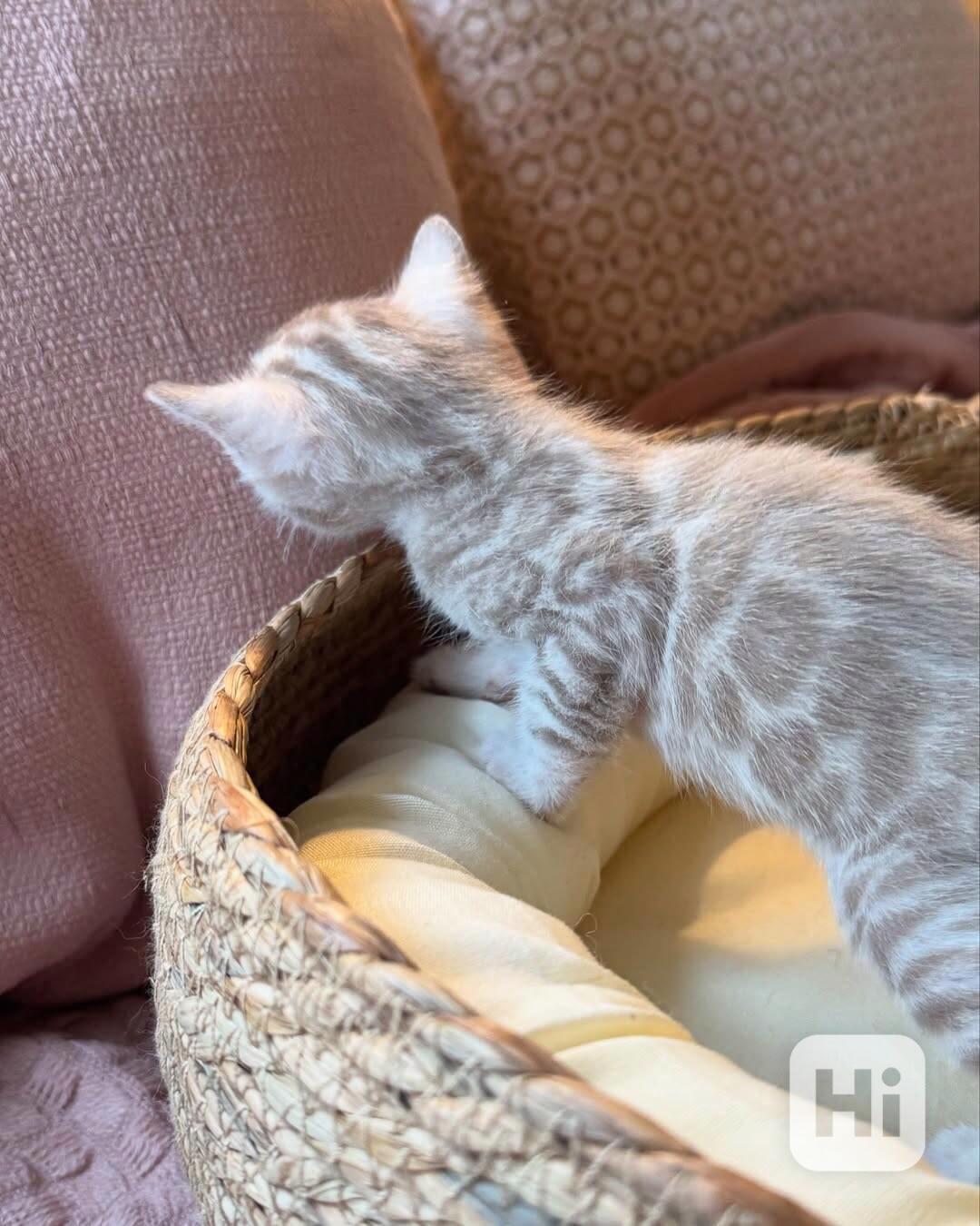 Nádherné bengálské kotě hledá milující domov 🐱✨ - foto 1