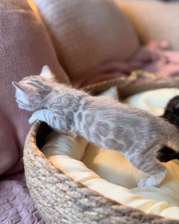 Nádherné bengálské kotě hledá milující domov 🐱✨ - foto 2
