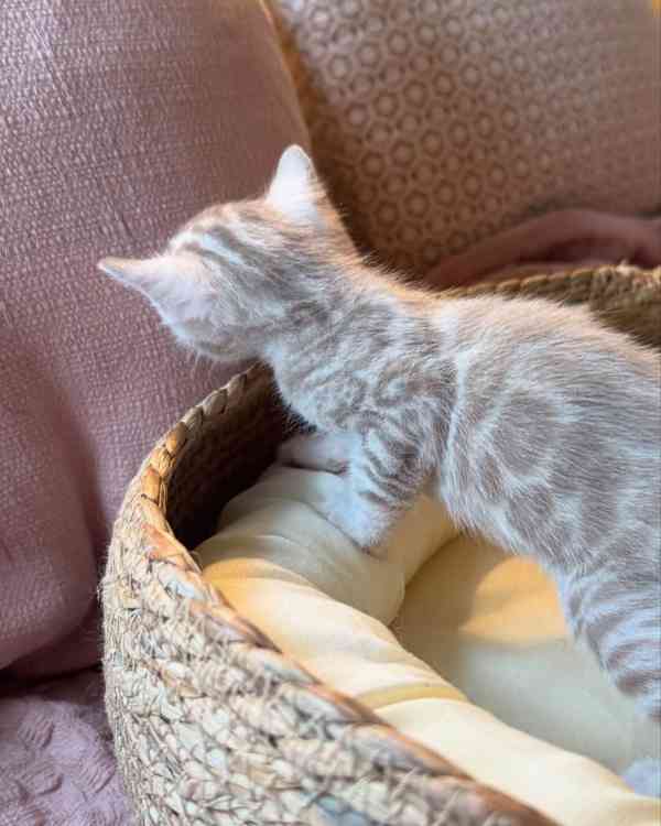 Nádherné bengálské kotě hledá milující domov 🐱✨