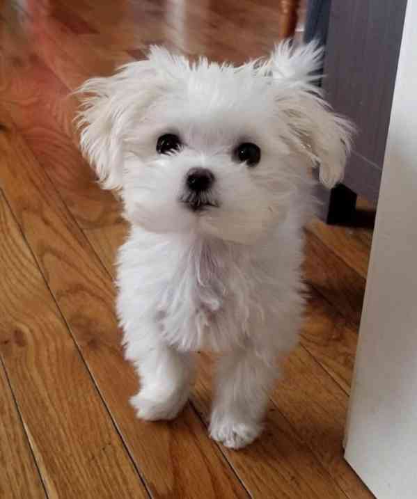 Zdravá štěňata maltézského ovčáka k adopci. - foto 4