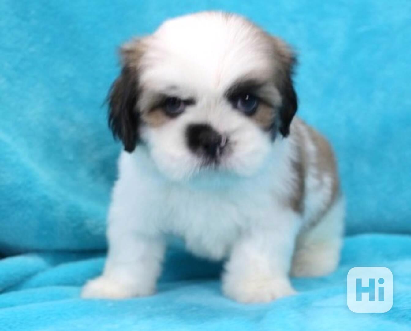 Štěně lhasa apso, holčička, registrovaná v KC Reg. - foto 1