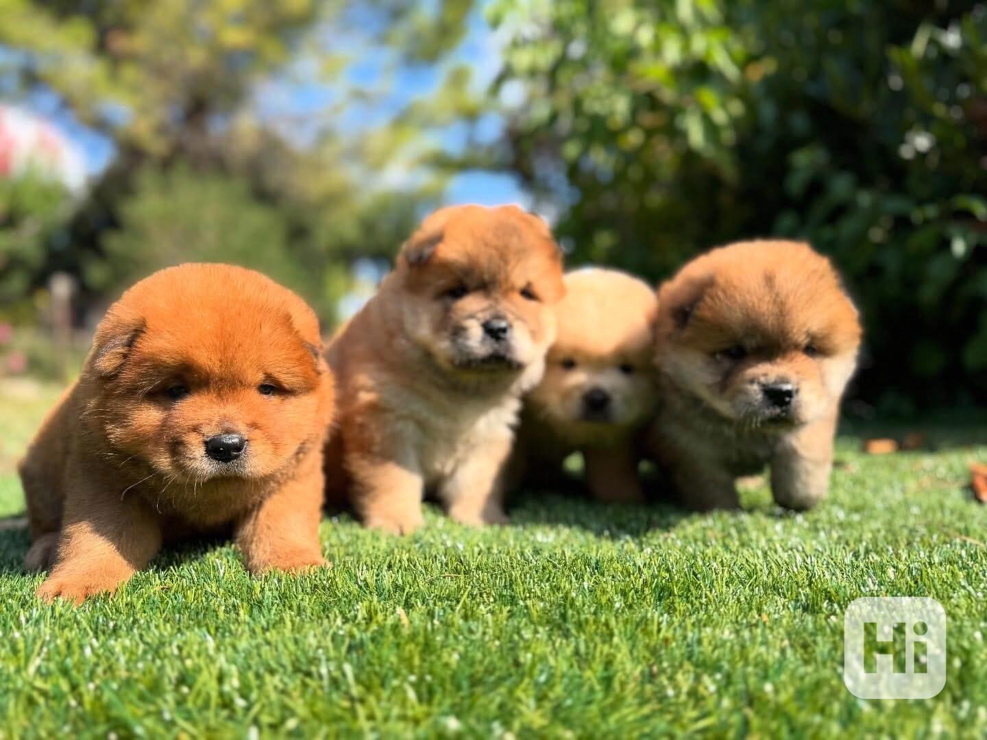 🐻❄️ Krásná štěňátka Chow Chow - foto 1