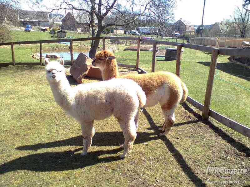 lama alpaka - foto 2