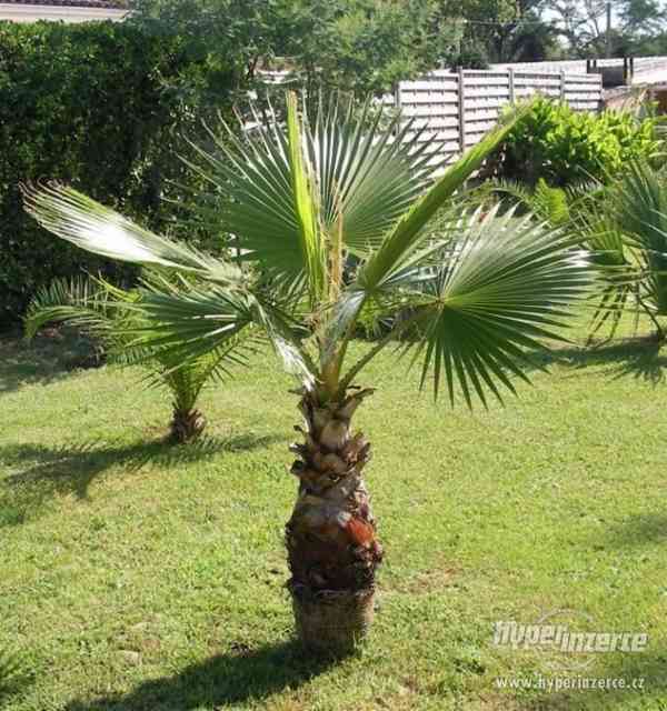 Washingtonia robusta - sazenice - foto 1