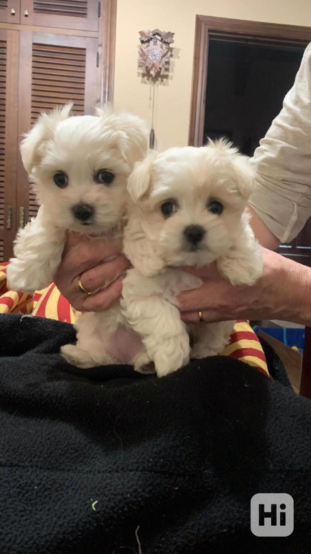  Zdravá štěňátka maltézáka a fenky k adopci zdarma   - foto 1