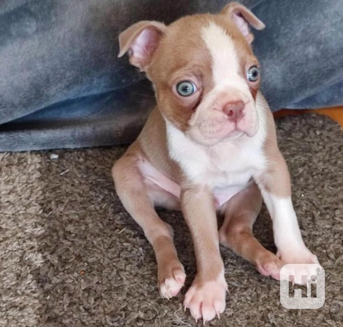 Bostonský teriér štěňata - foto 1