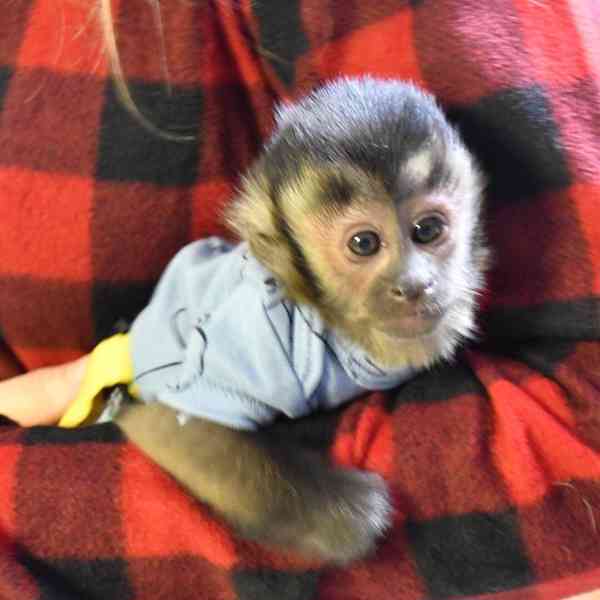 Samci a samice kapucínských opic ihned k dispozici - foto 1