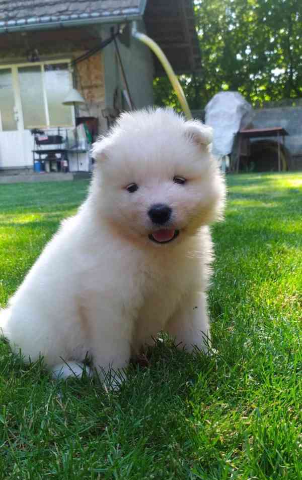 Prodej štěně samojed - foto 5