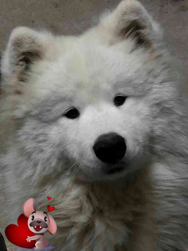 Prodej štěně samojed - foto 7