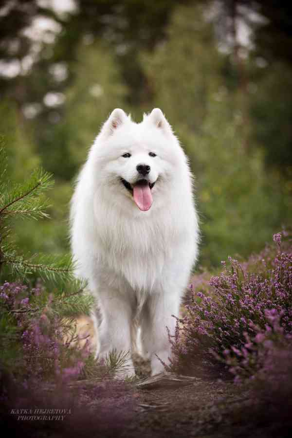 Prodej štěně samojed - foto 8
