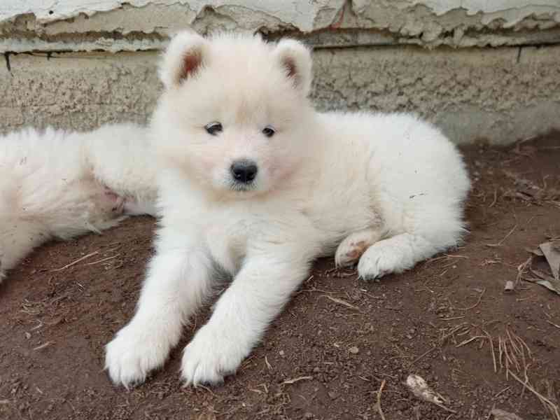 Prodej štěně samojed - foto 1