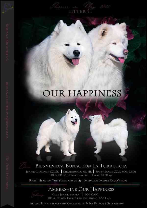 Prodej štěně samojed - foto 3