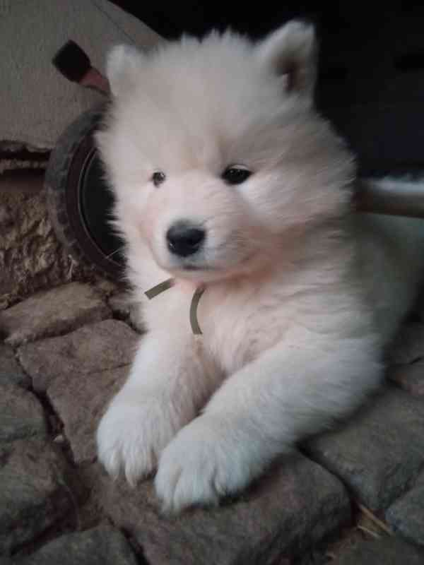 Prodej štěně samojed - foto 9