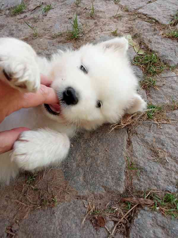Prodej štěně samojed - foto 10
