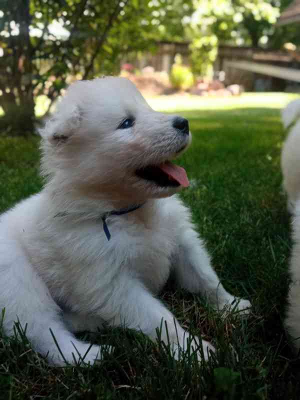 Prodej štěně samojed - foto 2