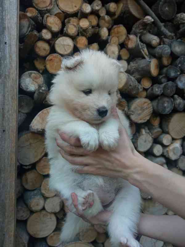 Prodej štěně samojed - foto 6