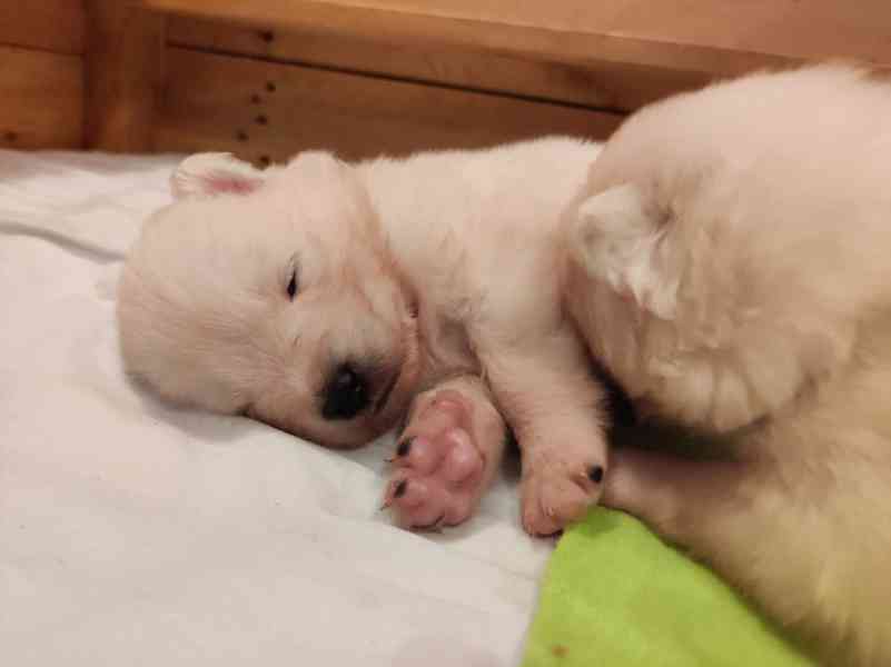 Prodej štěně samojed - foto 4