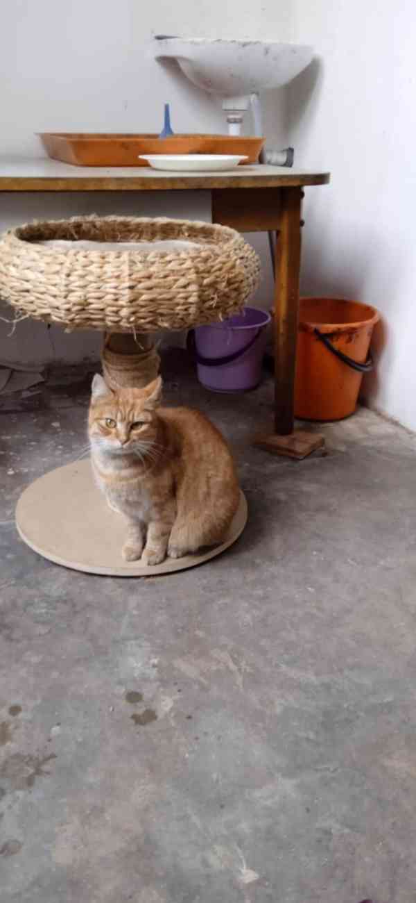 Zrzavá milá, mazlivá kočička Baruška hledá domov. - foto 2