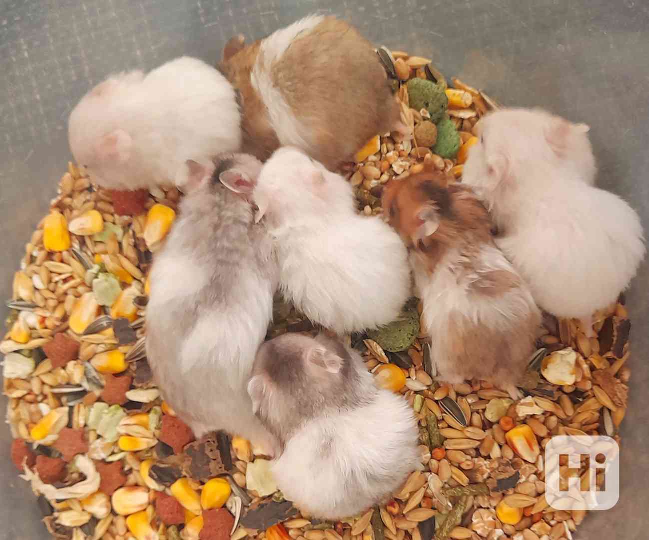 Křeček syrský - foto 1